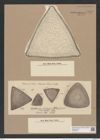Triceratium giganteum Grev. (de-Toni-Nr.: Genus 140, Species 3762) Zeichnungen Sammlung Grunow Nr. 7280 (NHMW-BOT-W0376297)